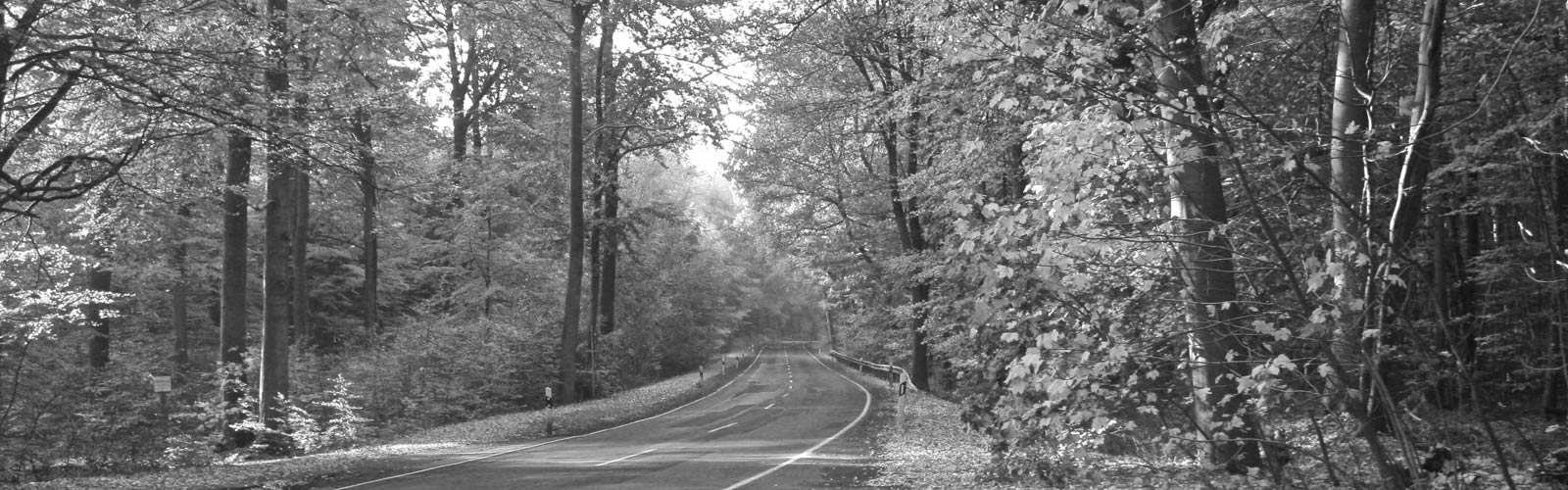Syker Wald Friedeholz